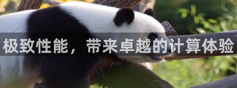 星耀国际：极致性能，带来卓越的计算体验
